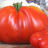 POMODORO CANESTRINO DI LUCCA