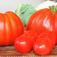 POMODORO CANESTRINO DI LUCCA