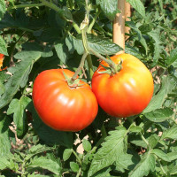 POMODORO CANESTRINO DI LUCCA