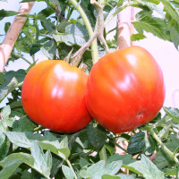 POMODORO CANESTRINO DI LUCCA