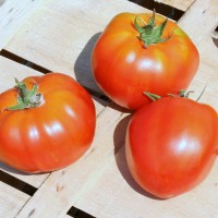 POMODORO CANESTRINO DI LUCCA