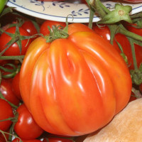 POMODORO CANESTRINO PERA D'ABRUZZO F1