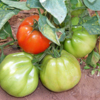 POMODORO CANESTRINO PERA D'ABRUZZO F1