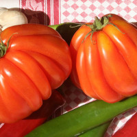 POMODORO CANESTRINO PERA D'ABRUZZO F1