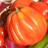 POMODORO CANESTRINO PERA D'ABRUZZO F1