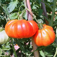 POMODORO CANESTRINO PERA D'ABRUZZO F1