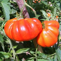 POMODORO CANESTRINO PERA D'ABRUZZO F1