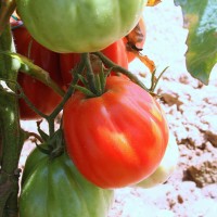 POMODORO CANESTRINO PERA D'ABRUZZO F1