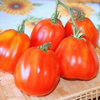 POMODORO CANESTRINO PERA D'ABRUZZO F1