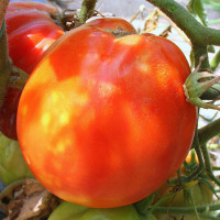 POMODORO CANESTRINO PERA D'ABRUZZO F1