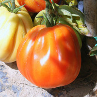 POMODORO CANESTRINO PERA D'ABRUZZO F1