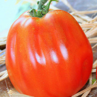 POMODORO CANESTRINO PERA D'ABRUZZO F1