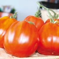 POMODORO CANESTRINO PERA D'ABRUZZO F1