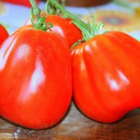 POMODORO CANESTRINO PERA D'ABRUZZO F1