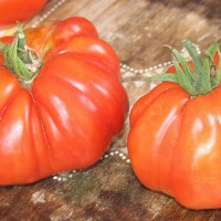 POMODORO CANESTRINO DI LUCCA