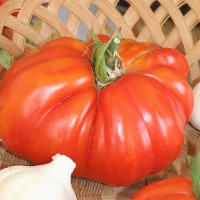 POMODORO CANESTRINO DI LUCCA