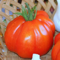 POMODORO CANESTRINO DI LUCCA