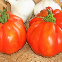 POMODORO CANESTRINO DI LUCCA