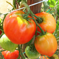 POMODORO CANESTRINO PERA D'ABRUZZO F1