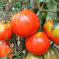 POMODORO CANESTRINO PERA D'ABRUZZO F1