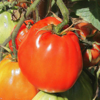 POMODORO CANESTRINO PERA D'ABRUZZO F1