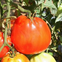 POMODORO CANESTRINO PERA D'ABRUZZO F1