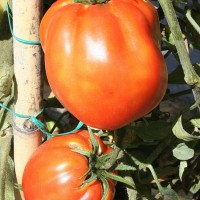 POMODORO CANESTRINO PERA D'ABRUZZO F1