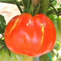 POMODORO CANESTRINO PERA D'ABRUZZO F1