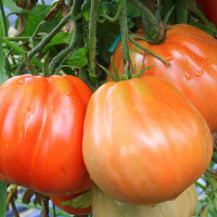 POMODORO CANESTRINO DI LUCCA