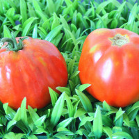 POMODORO CANESTRINO PERA D'ABRUZZO F1