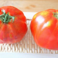 POMODORO CANESTRINO PERA D'ABRUZZO F1