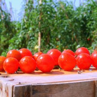 POMODORO CILIEGIA PAKI F1