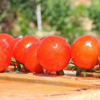 POMODORO CILIEGIA F1