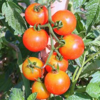 POMODORO CILIEGIA RED BUNCH F1