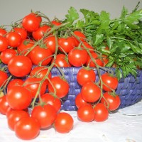 POMODORO CILIEGIA RED BUNCH F1