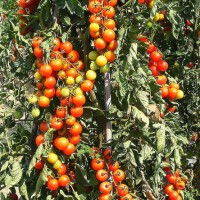 POMODORO CILIEGIA RED BUNCH F1