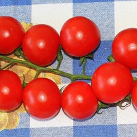 POMODORO CILIEGIA MARASCA F1