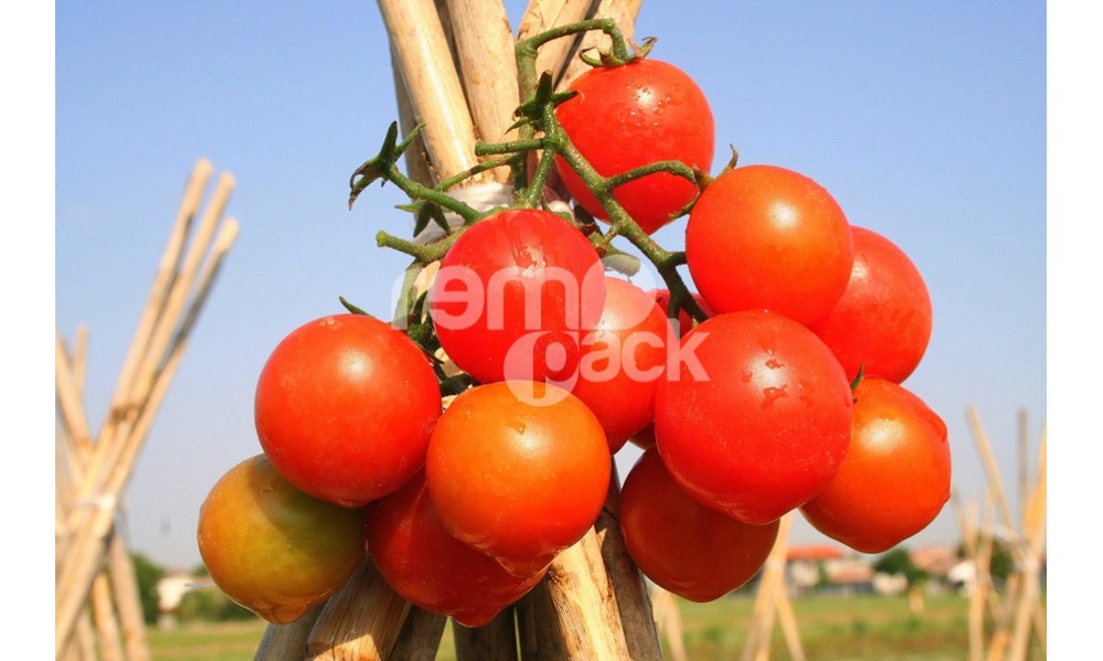 POMODORO CILIEGIA ZUCCHERO