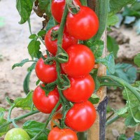 POMODORO CILIEGIA RED BUNCH F1