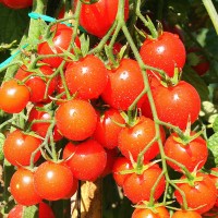 POMODORO CILIEGIA RED BUNCH F1