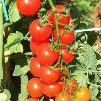 POMODORO CILIEGIA RED BUNCH F1