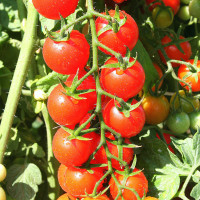 POMODORO CILIEGIA RED BUNCH F1