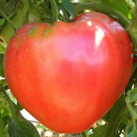 POMODORO A CUORE