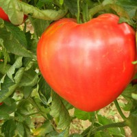 POMODORO A CUORE