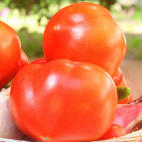 POMODORO A CUORE