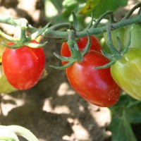 POMODORO SALENTINO F1