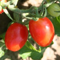 POMODORO SALENTINO F1