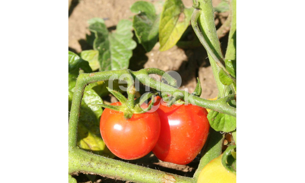 POMODORO FRAGOLINO