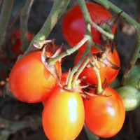 POMODORO SALENTINO F1