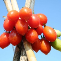 POMODORO SALENTINO F1